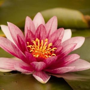 Meet your Posher, Connie